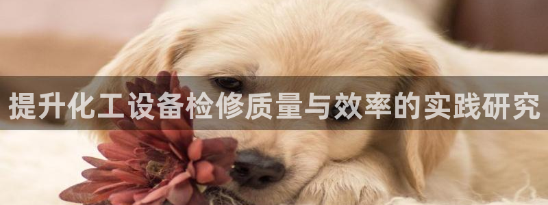 新城平台登录入口官网查询