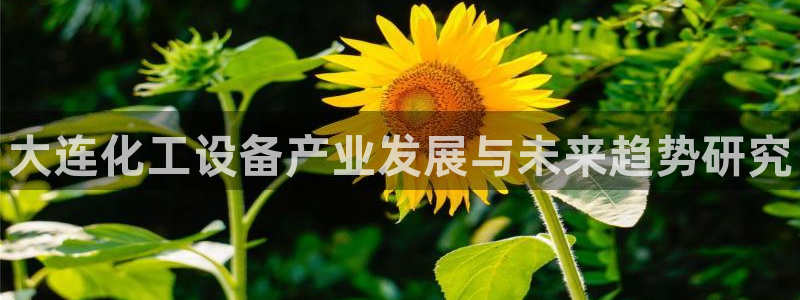 新城平台注册公司流程